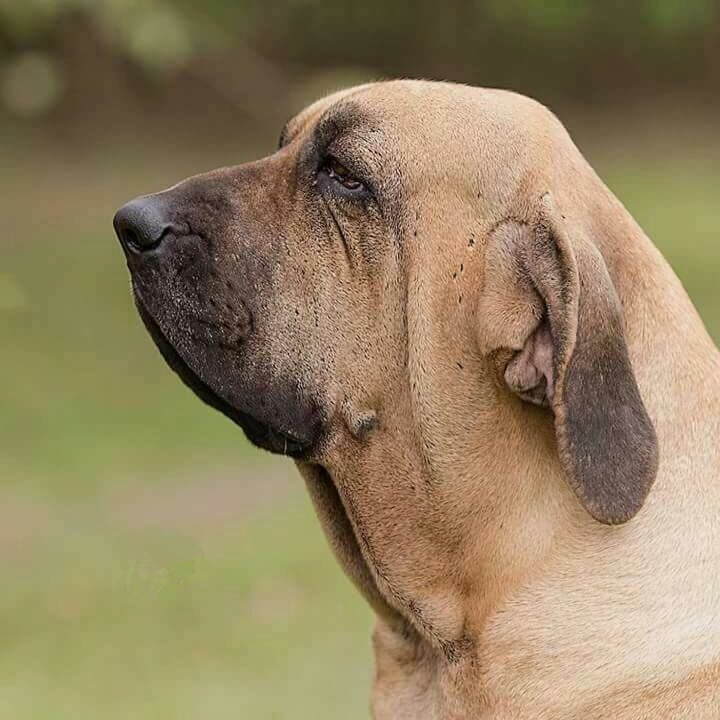 最好的十种猛犬都是哪几种,十大猛犬哪些犬对主人最真诚