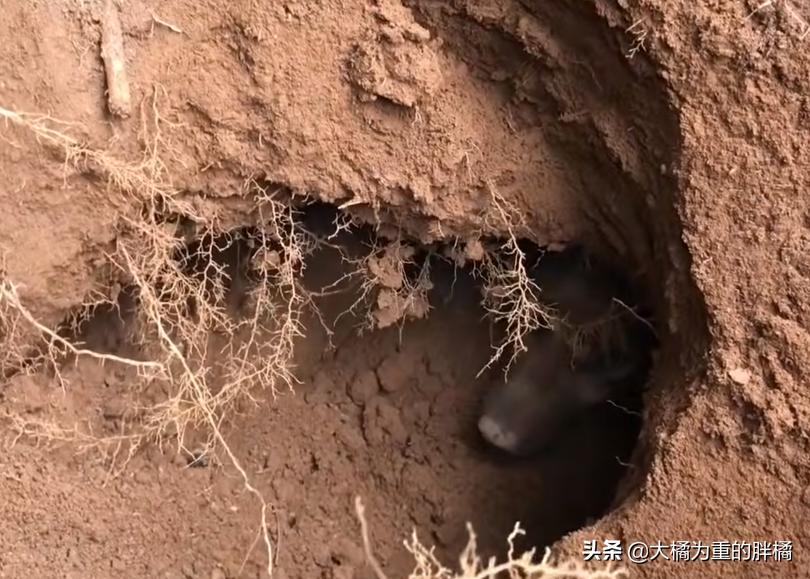 狗狗挖洞待产,分娩后遇到洞穴塌了,9只小狗先被救出