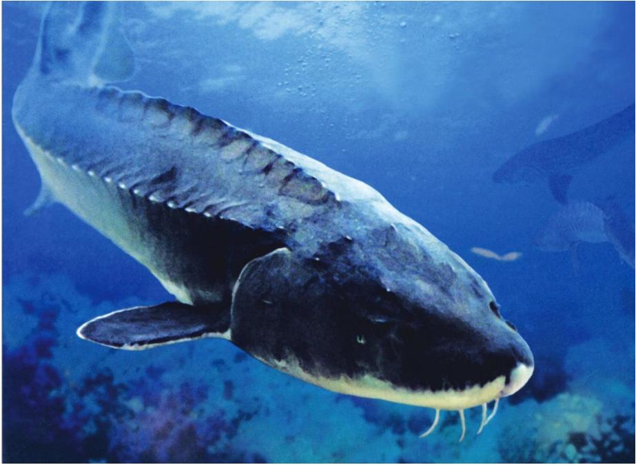 什么鱼从恐龙时期活到现在,与恐龙同时代灭绝却被发现的鱼