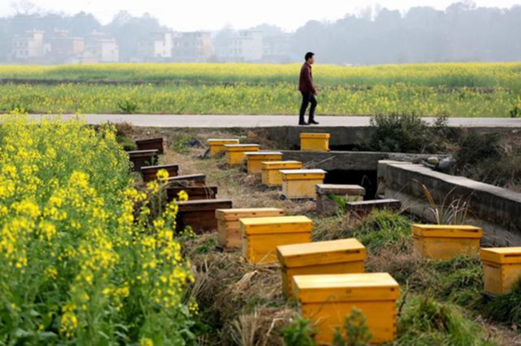养殖蜜蜂育王技术,蜜蜂养殖育王技术方法视频