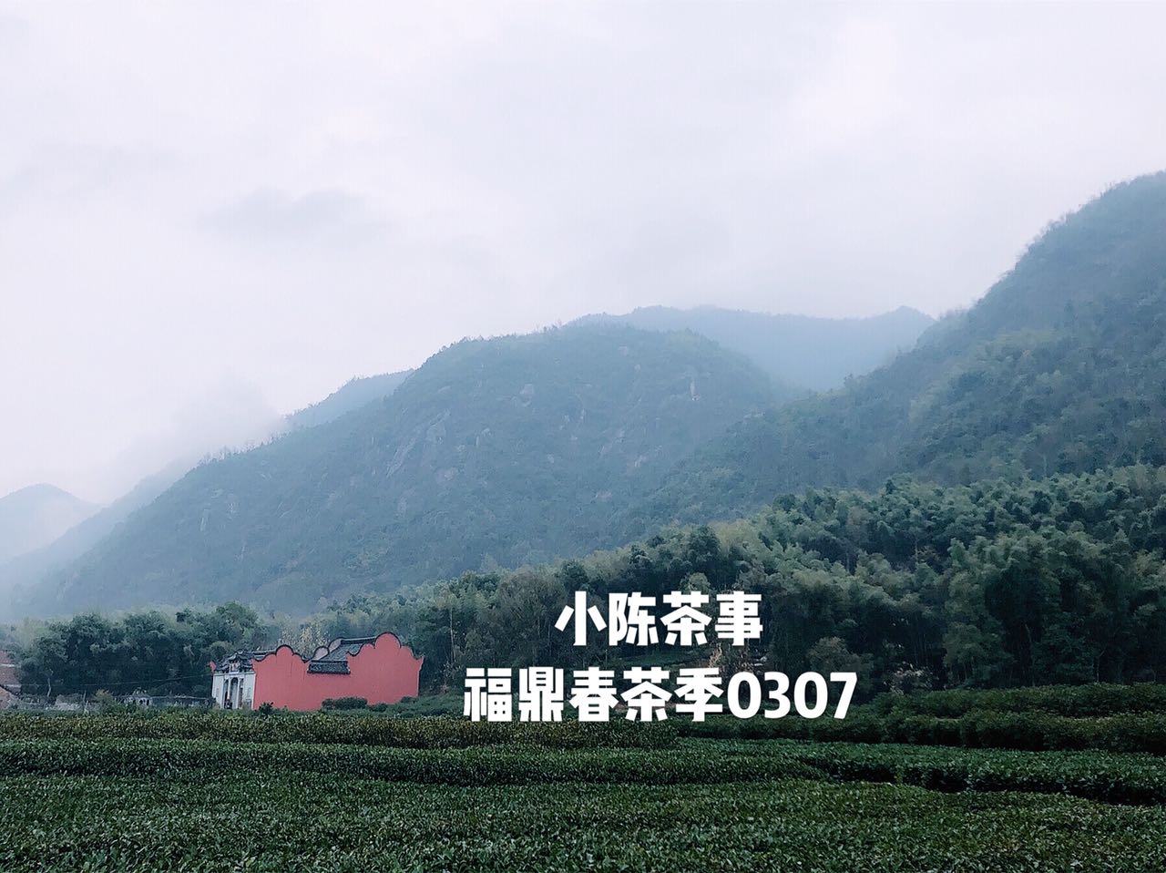 白茶最详细的解释是什么,白茶的品质与科学冲泡