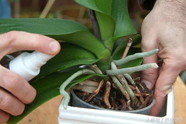 室内蚜虫从哪里来的,如何消灭蚜虫最有效的方法