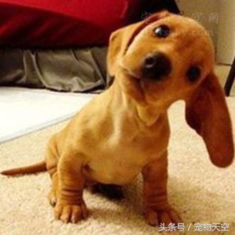 狗狗呕吐一般是什么原因导致的呢,引起狗狗呕吐的原因