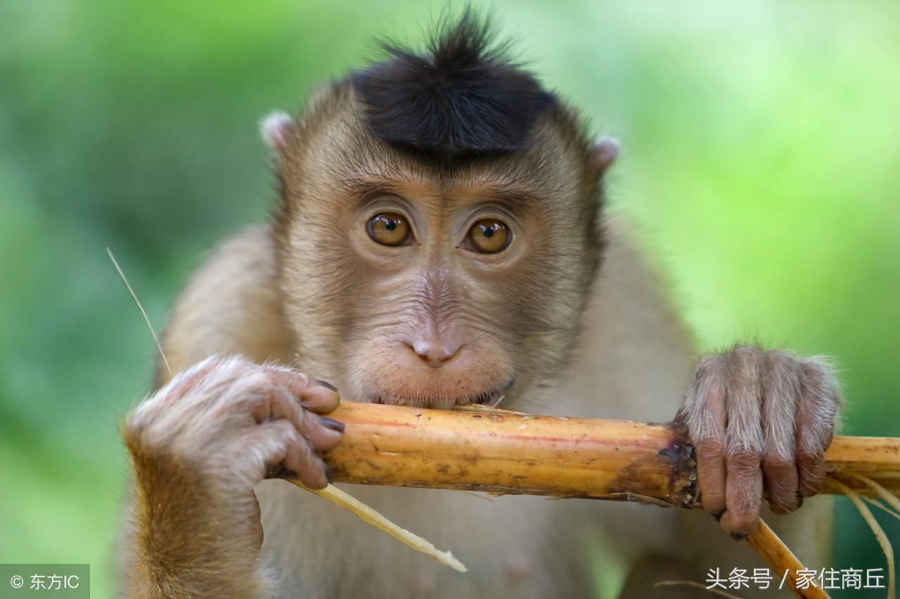 古代商丘成语故事,关于商丘的成语故事及寓意