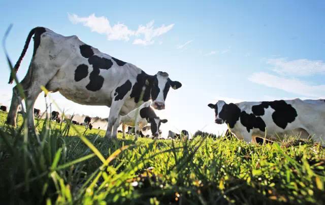 怎么选择洋奶粉的好坏,奶粉选择的避坑小妙招
