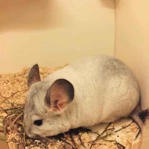 龙猫感冒是什么样子的,龙猫病了怎么处理