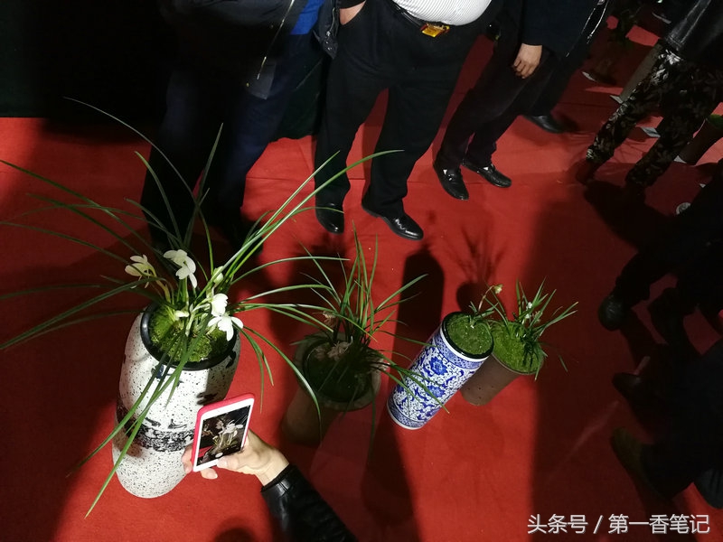 2020年云南兰花展获奖图片,2018年昆明兰花展精品图片