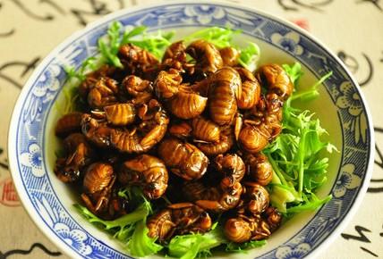 鄄城县哪里有金蝉,鄄城哪里有种金蝉