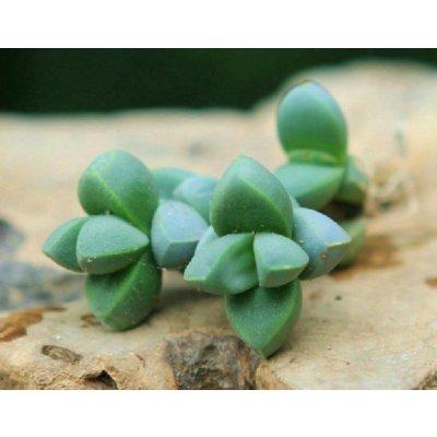 鹿角海棠干瘪了怎么办,鹿角海棠为什么不长底部发干