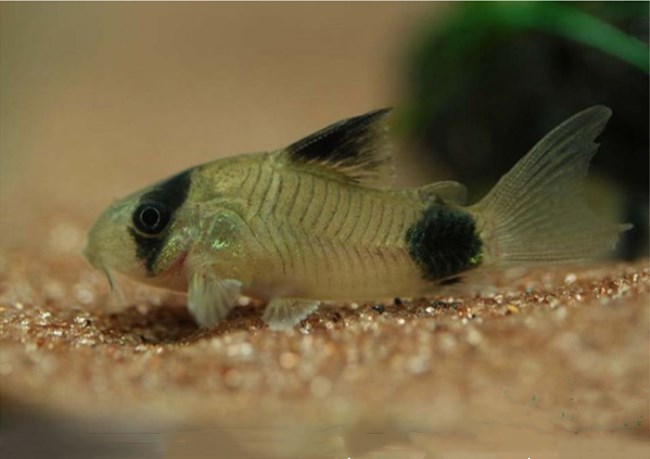 五彩缤纷绚丽多彩的观赏鱼,多彩缤纷的热带鱼图片