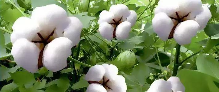 轻柔鹅绒被,鹅绒被是水洗还是机洗