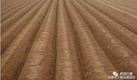 西红柿溃疡病这样防治，再得病别怨没和你说！