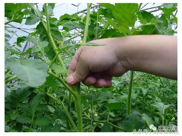 西红柿溃疡病这样防治，再得病别怨没和你说！