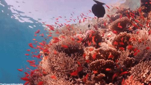 菲律宾薄荷岛详细地图,菲律宾薄荷岛风景