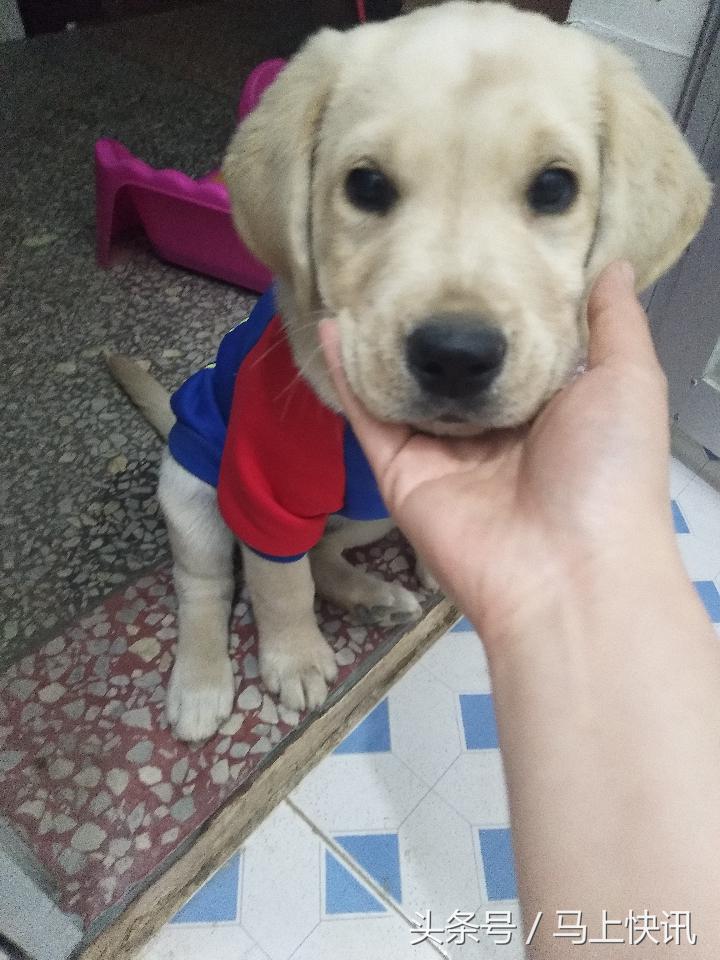 从网上买的金毛幼犬,网上买金毛犬视频