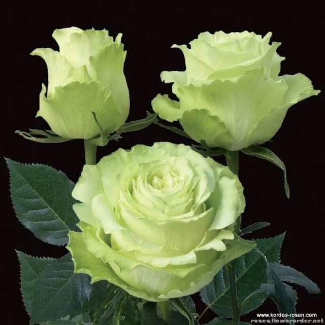 如何养花店买的玫瑰花,如何能养出和花店一样的玫瑰花