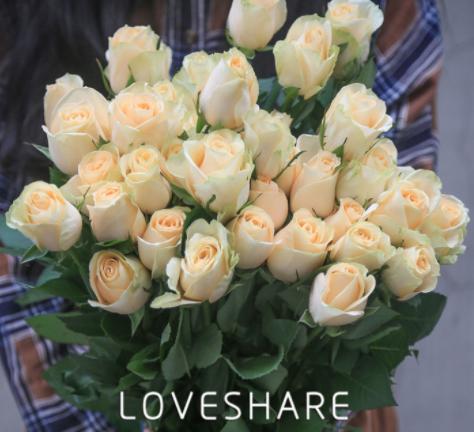 自己种的玫瑰花怎么没有花店的好,如何养花店买的玫瑰花