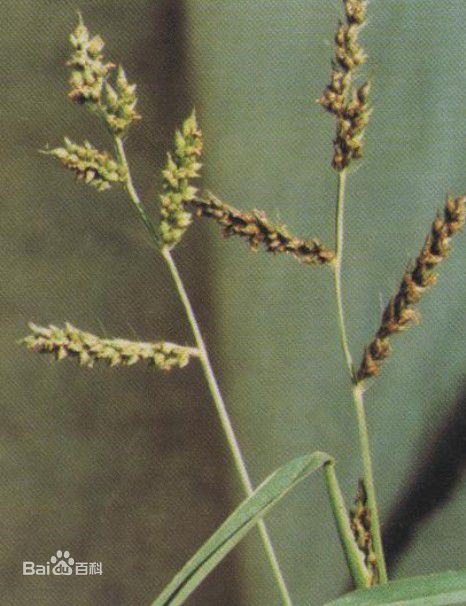 我们身边常见又叫不上名的植物,身边常见的中草药植物