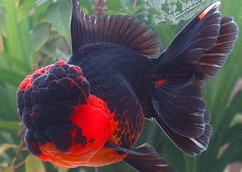 温柔的金鱼是经不起鲤鱼的*力暴**的！