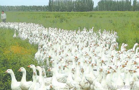 鹅的养殖前景怎样,现代牧草养鹅前景怎么样