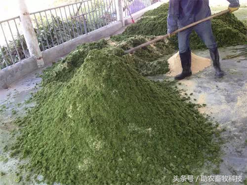 鹅的养殖前景怎样,现代牧草养鹅前景怎么样