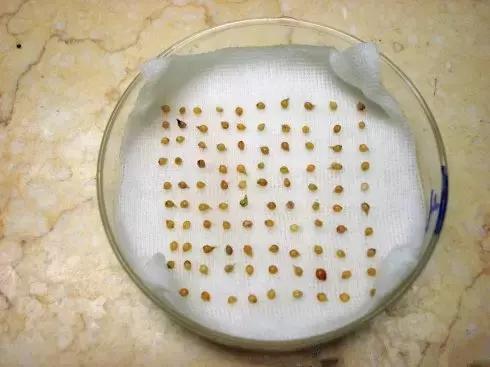 常见的种子催芽方法有,常见种子发芽方法大全