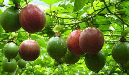 百香果的真正种植方法,种植百香果的正确方法