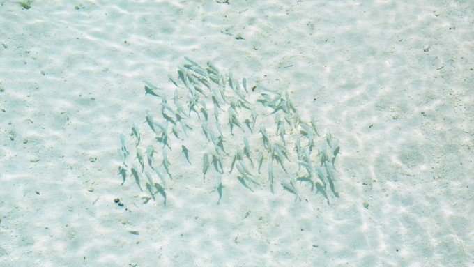 马尔代夫a级浮潜岛有哪些,马尔代夫卡娜丽芙岛浮潜