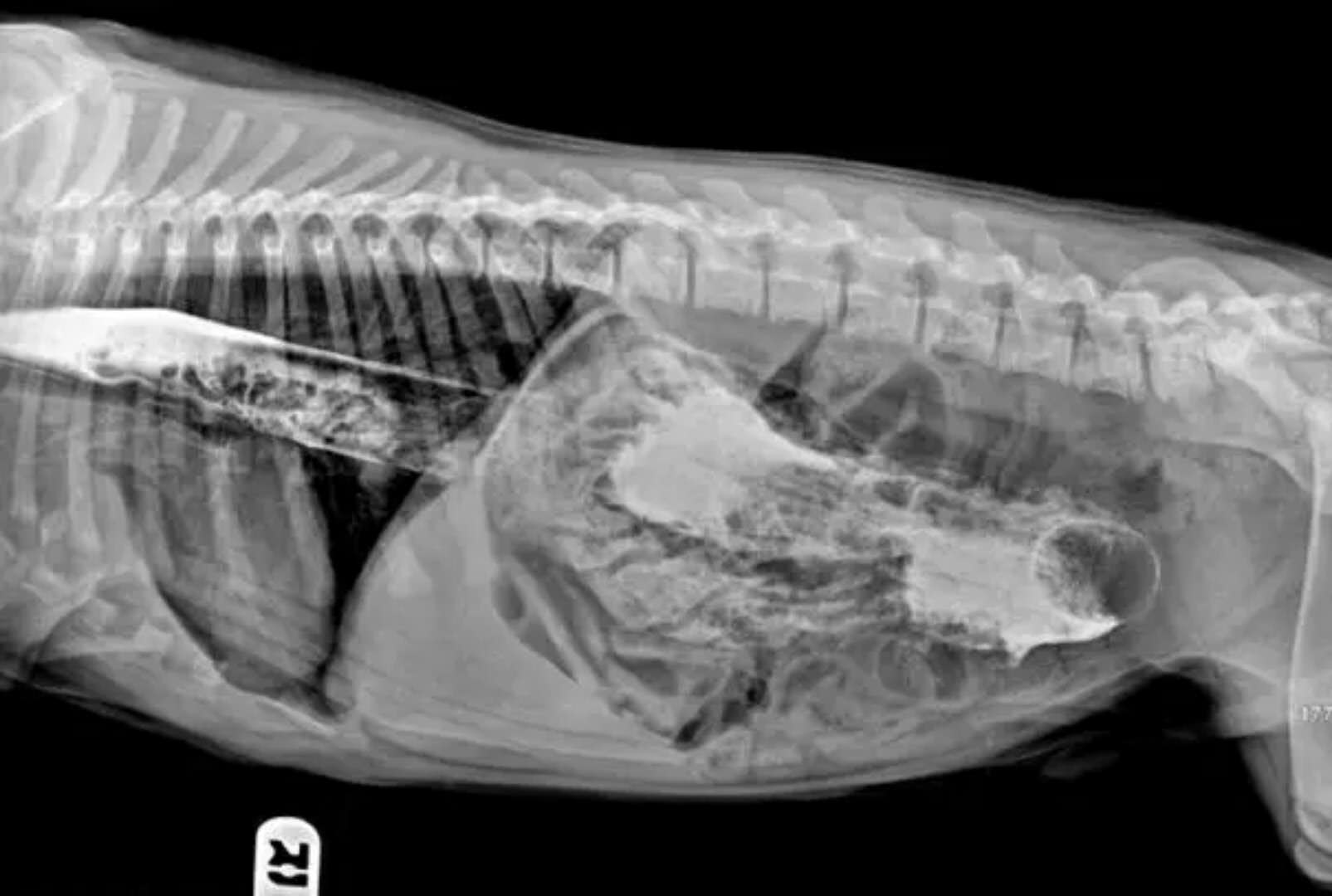 狗狗吞食异物做手术需要多少钱,狗狗不小心吞食了异物怎么办