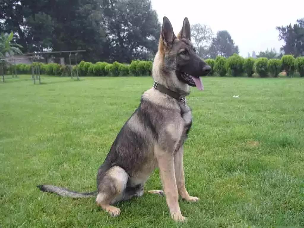 中国十大名狗图片排名,十大名狗排行榜