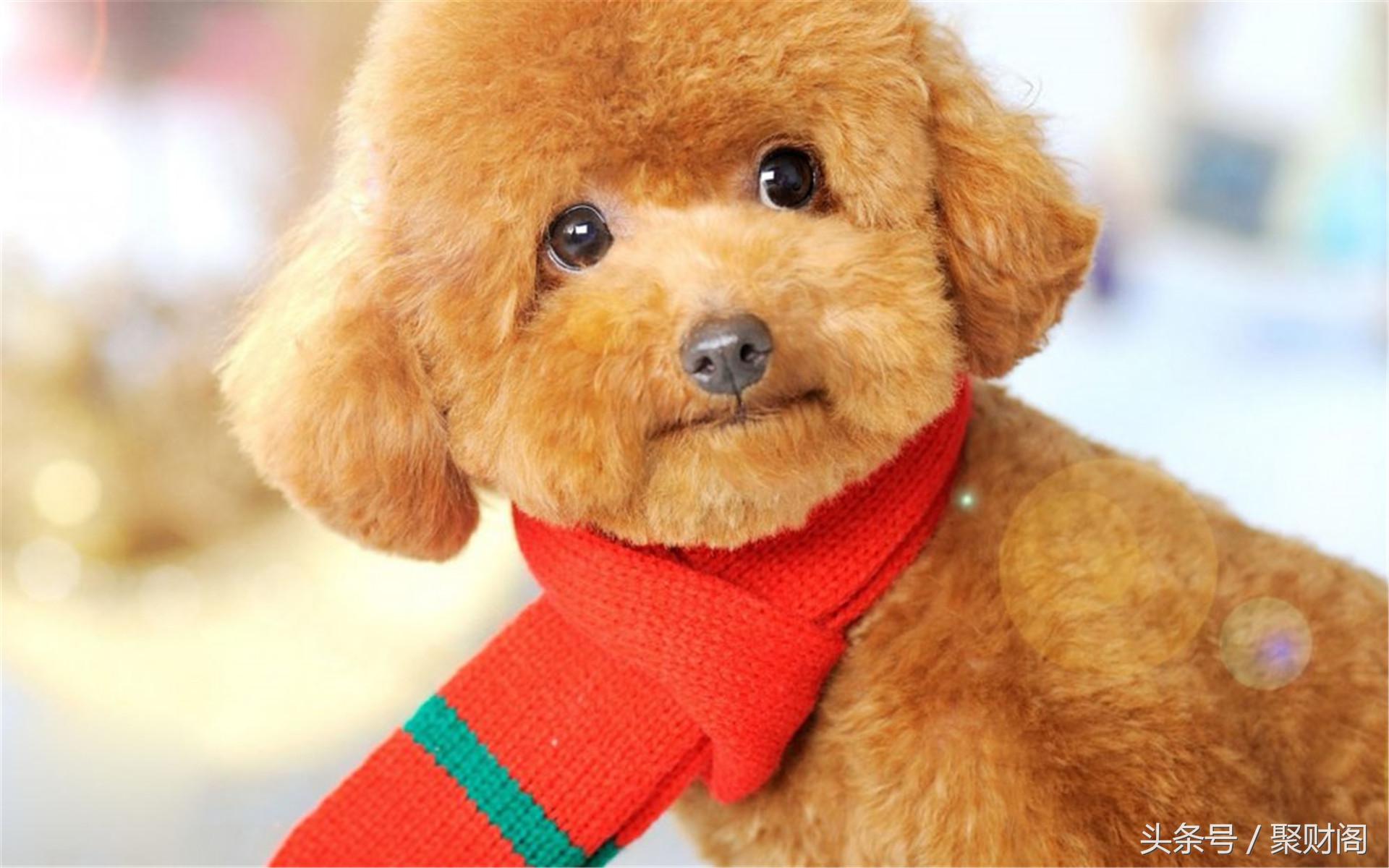 2018属狗人每月运势,属狗的人2018每月运势