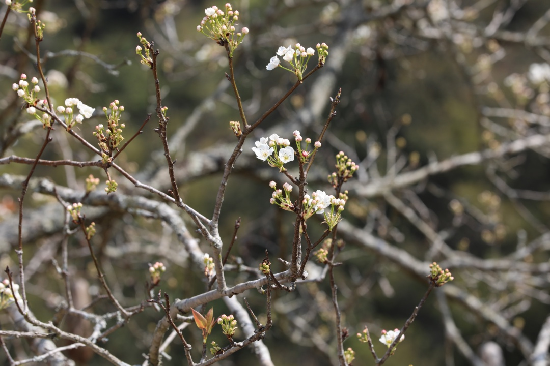 福建土楼你不知道的,福建土楼是否值得看