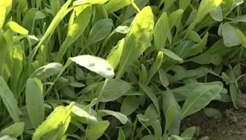 *疆新**美丽姑娘的双眉又黑又浓原来有秘方啊