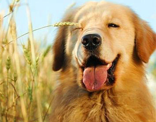 拉布拉多狗狗第一针疫苗是什么,给拉布拉多狗打疫苗怎么打