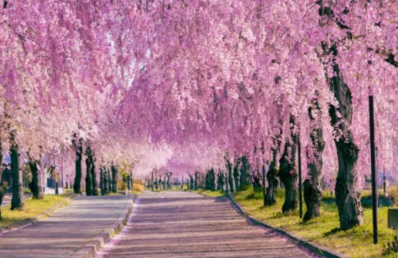 最美樱花季在哪里,南京赏樱大全带你去看最美樱花