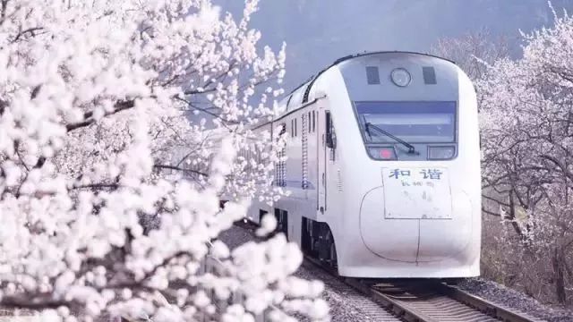 最美樱花季，国内外赏樱攻略在此！好看，好吃，好买！