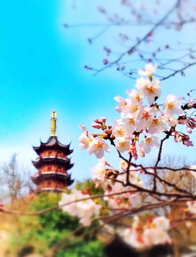 最美樱花季，国内外赏樱攻略在此！好看，好吃，好买！