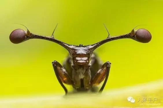 苍蝇的奇葩动作,奇葩宠物苍蝇