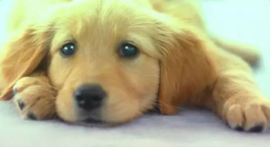 犬瘟热是怎么得的,狗瘟热病有什么症状