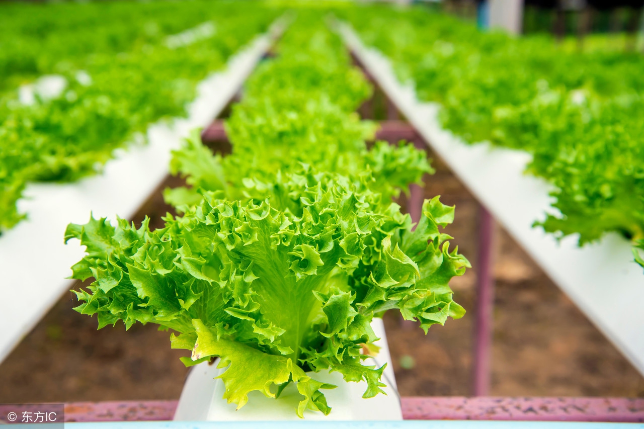 阳台种菜怎样种植才好活,用什么阳台种菜好养活一些