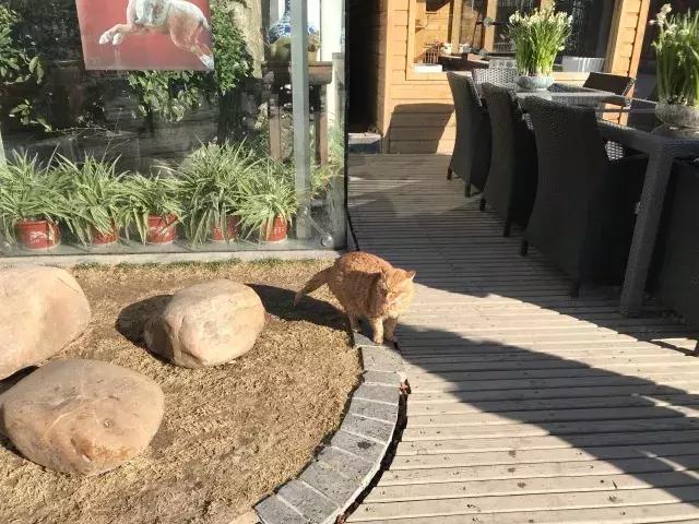 鐚眴妗堜欢,鐚眴鐩存挱琚墦浜嬩欢鍚庣画