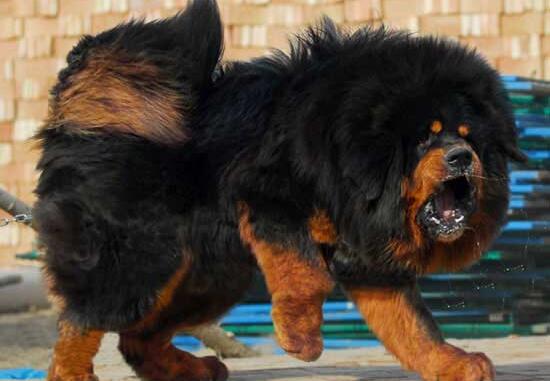 中国藏獒十大獒王,中国藏獒十大獒王排名