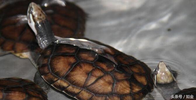 养殖龟赚钱吗,一般养殖什么龟最赚钱