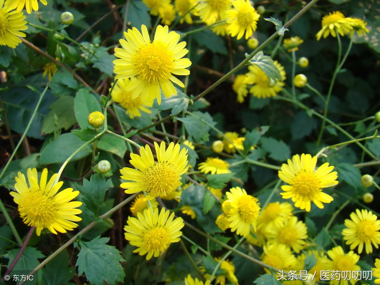 有口臭易上火的喝什么茶来缓解,降火除口臭吃什么茶好得快