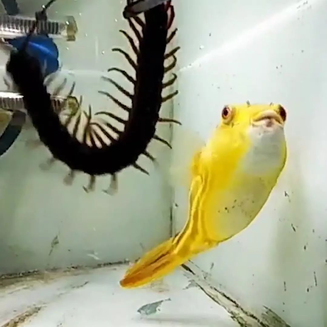 牙好胃口好的鱼，蜈蚣蝎子当零食，啃水蛇像吃面条