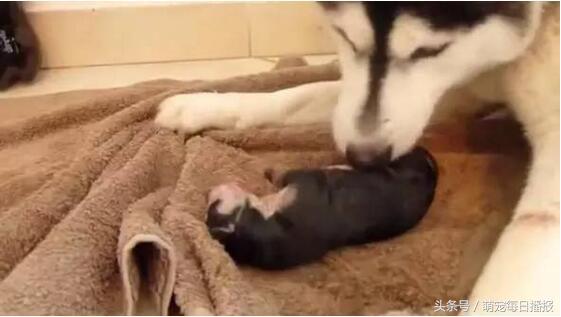 怀孕48天的哈士奇大肚子,哈士奇怀孕一般生多少个