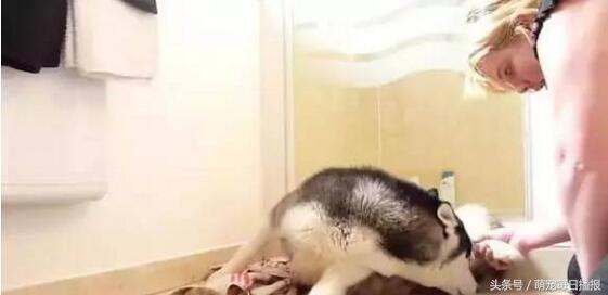 怀孕48天的哈士奇大肚子,哈士奇怀孕一般生多少个