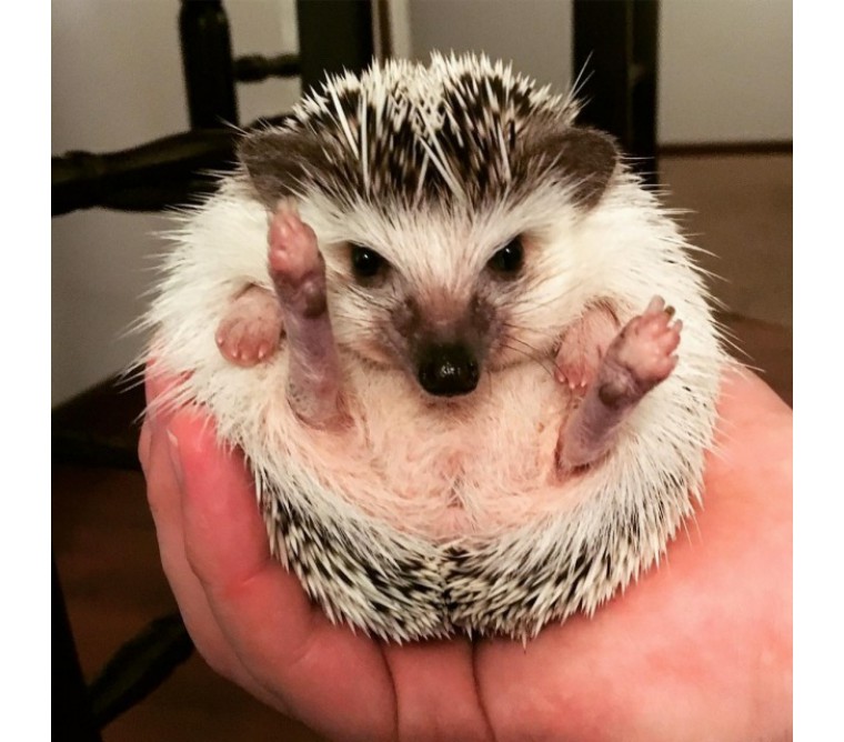 非洲迷你刺猬生了宝宝怎么照顾,怎么照顾刺猬