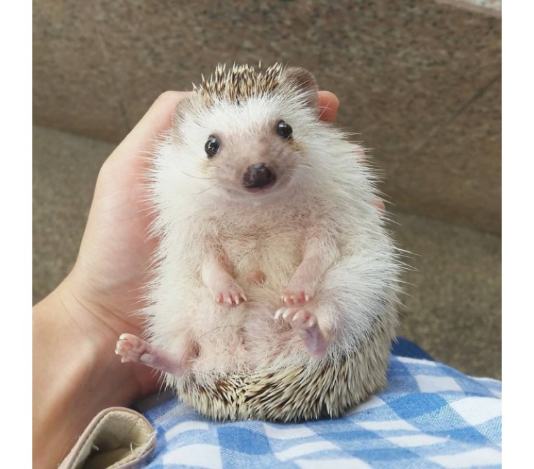 非洲迷你刺猬生了宝宝怎么照顾,怎么照顾刺猬