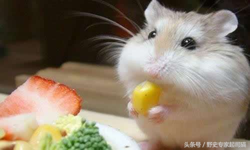 十二生肖为什么老鼠排在第一,老鼠为啥是十二生肖之首